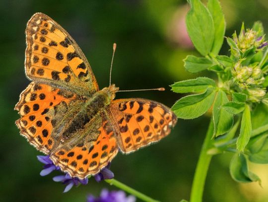 Świat z całkiem bliska