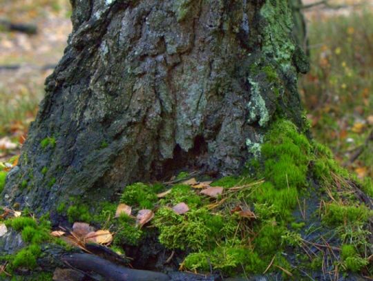Jesienny przeplataniec