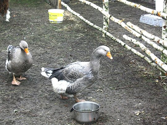 (FOTO) Żywa szopka przy parafii Najświętszego Serca Jezusowego