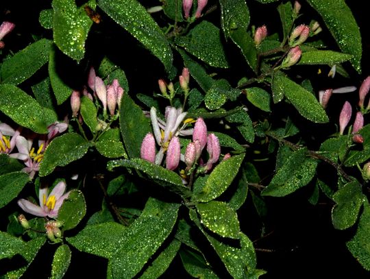 Ranek nad Pilicą Ranek nad Pilicą