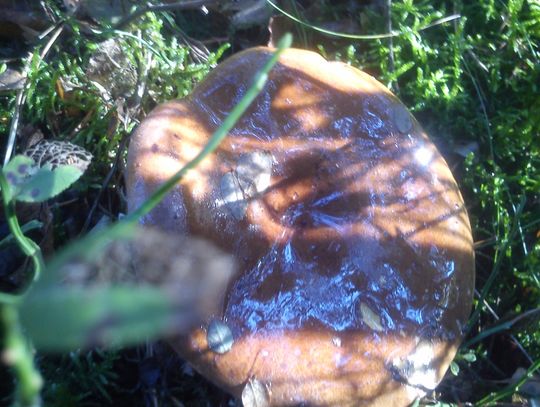 A może by tak... na grzyby