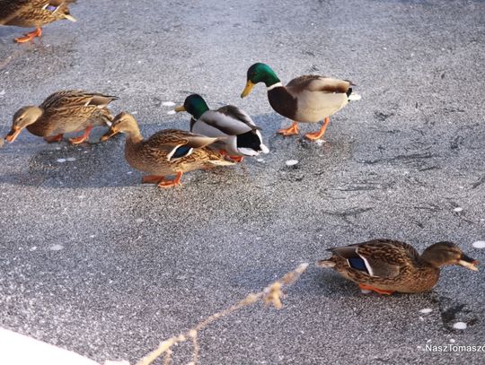 Przysypało wszystko na biało