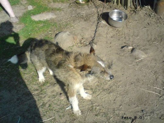 Kolejna kontrola inspektorów TTMiOZ