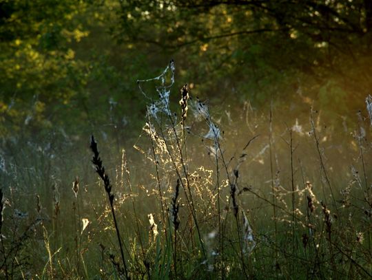 Ranek nad Pilicą Ranek nad Pilicą