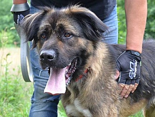 Abbi, Morik i Luki - szukamy dla nich domów Abbi, Morik i Luki - szukamy dla nich domów