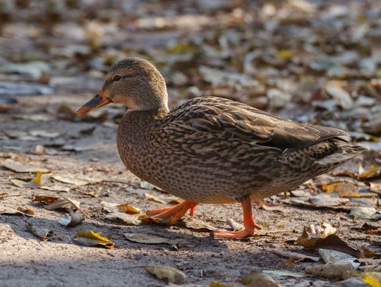 Niebieskie Źródła - spacer o każdej porze roku