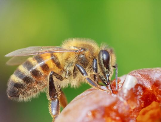 Świat z całkiem bliska