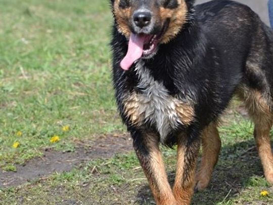 Nie kupuj - adoptuj Nie kupuj - adoptuj