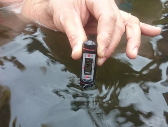 Guinness w zimnej wodzie