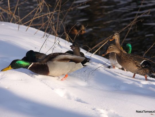 Przysypało wszystko na biało