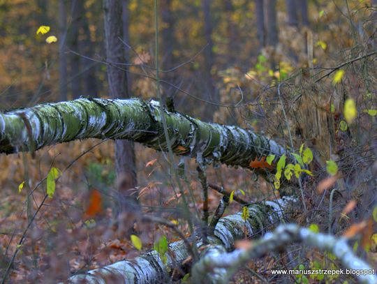 Jesienny przeplataniec