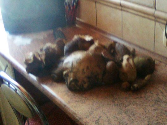 A może by tak... na grzyby