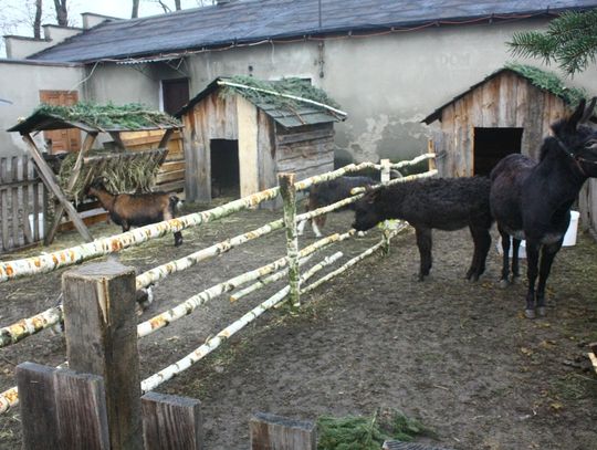 (FOTO) Żywa szopka przy parafii Najświętszego Serca Jezusowego
