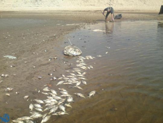 Śnięte Sandacze wylądowały w workach na śmieci