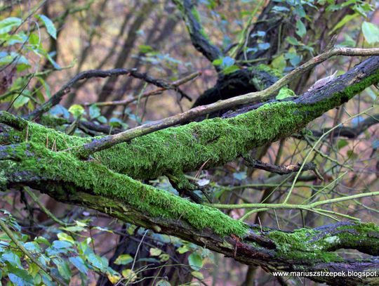 Jesienny przeplataniec