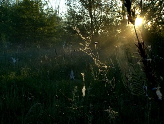 Ranek nad Pilicą Ranek nad Pilicą