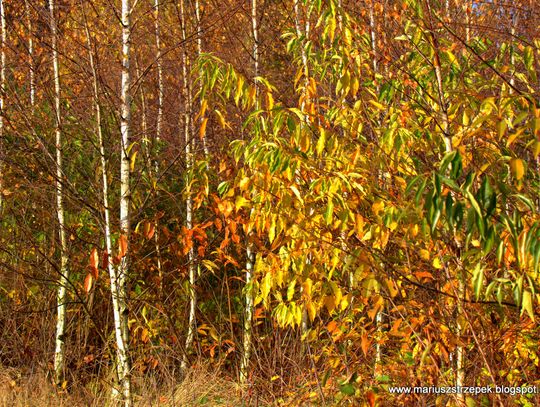 Jesienny przeplataniec