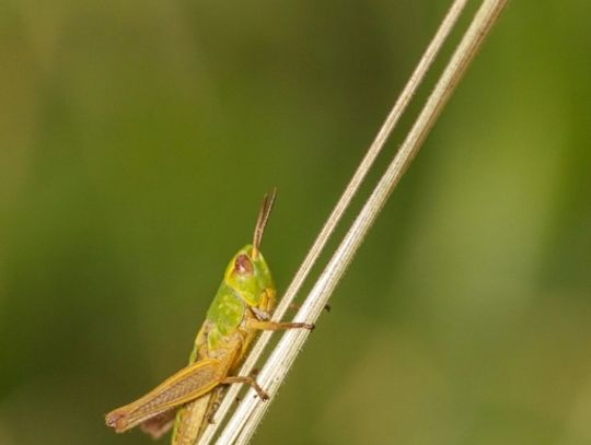 Świat z całkiem bliska