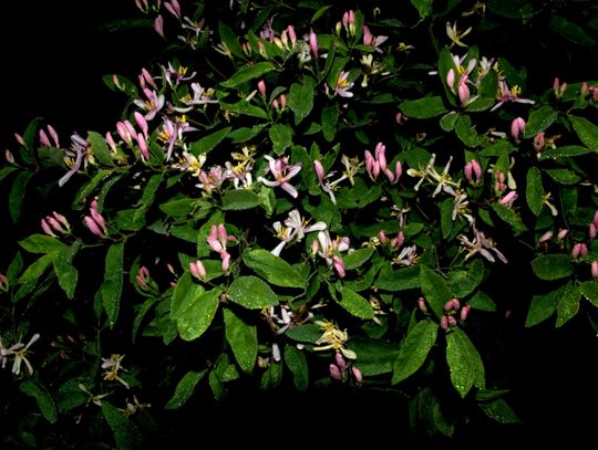 Ranek nad Pilicą Ranek nad Pilicą