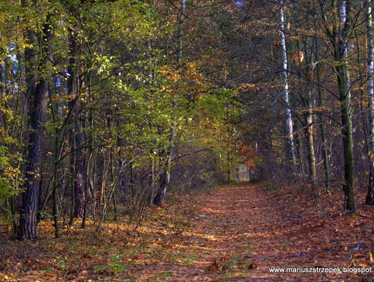 Jesienny przeplataniec