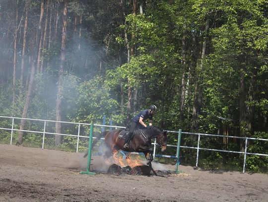 Trwa atestacja policyjnych koni