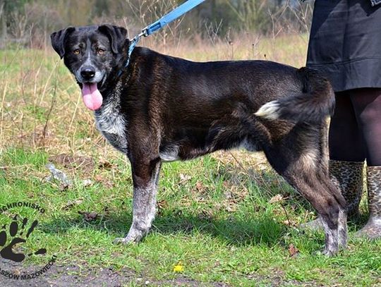 Nie kupuj - adoptuj Nie kupuj - adoptuj