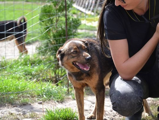 Szukamy dla Czikity domu. Piękna sunia z Tomaszowa do adopcji.