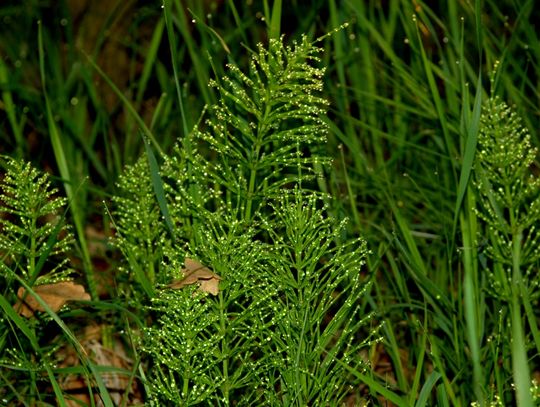 Ranek nad Pilicą Ranek nad Pilicą