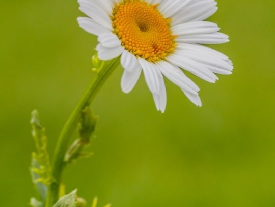 Świat z całkiem bliska