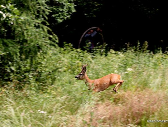 Interesant Interesant