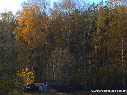 Jesienny przeplataniec