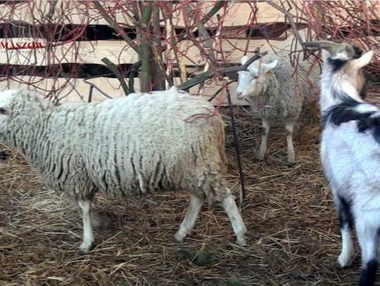 Chór przy kościele pw. św. Rodziny