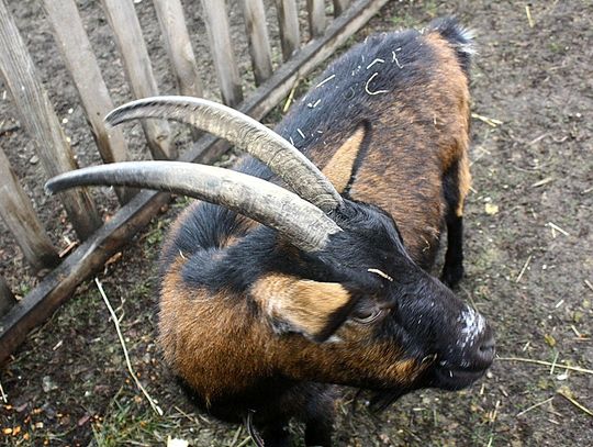 (FOTO) Żywa szopka przy parafii Najświętszego Serca Jezusowego