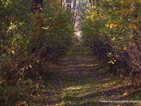 Jesienny przeplataniec