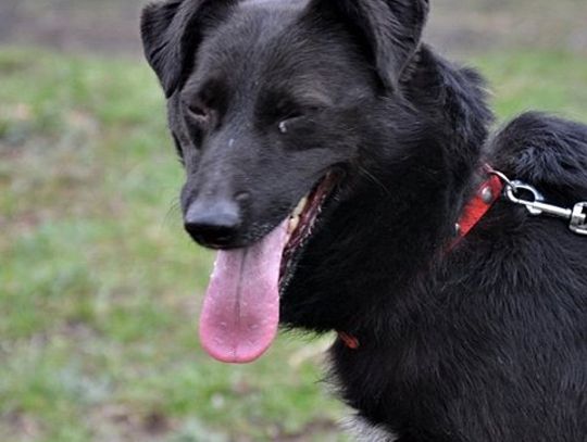 Jasper, Azor i Tesla gotowe do adopcji