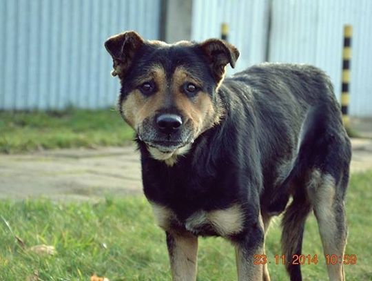 Jasper, Azor i Tesla gotowe do adopcji