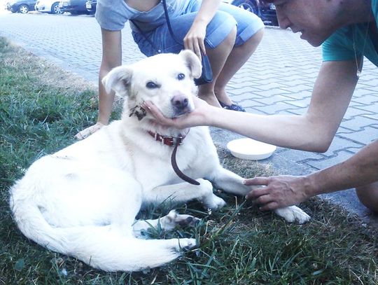 Łajti, gdzie jesteś? Łajti, gdzie jesteś?