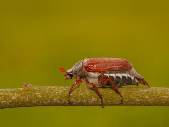 Świat z całkiem bliska