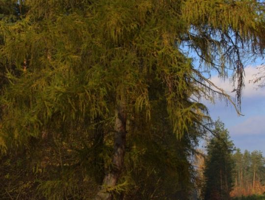 Jesienny przeplataniec