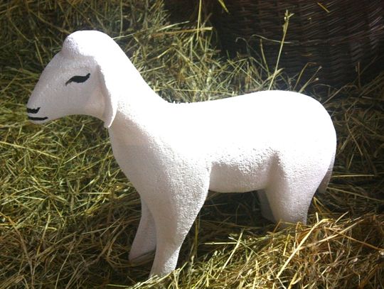 (FOTO) Żywa szopka przy parafii Najświętszego Serca Jezusowego