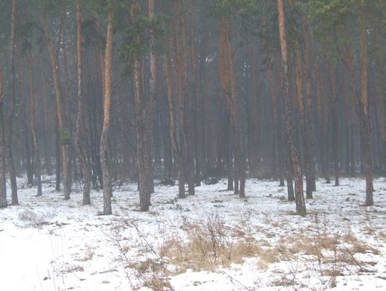 Oszczędzanie cudzym kosztem