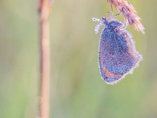 Świat z całkiem bliska