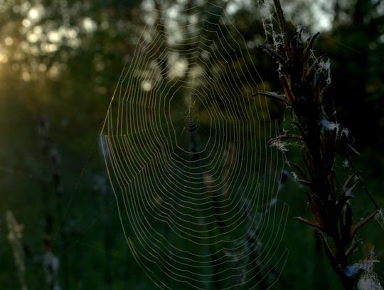 Ranek nad Pilicą Ranek nad Pilicą