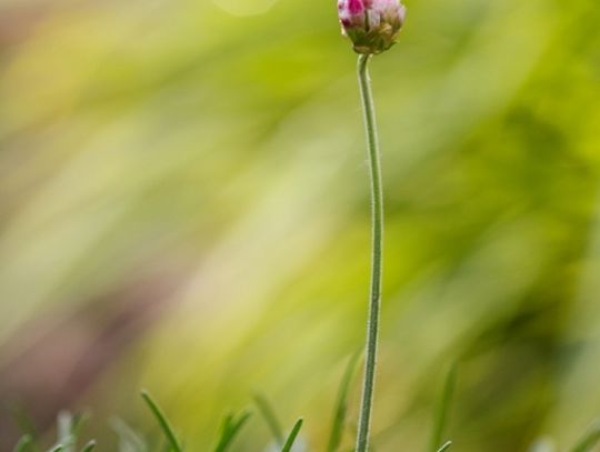 Świat z całkiem bliska