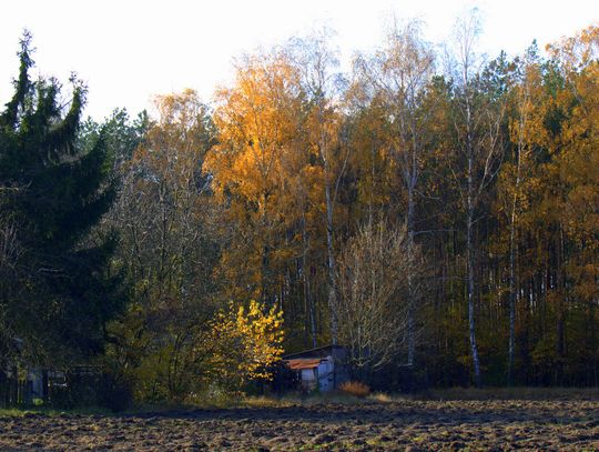 Jesienny przeplataniec