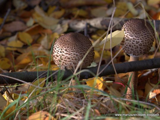 Jesienny przeplataniec