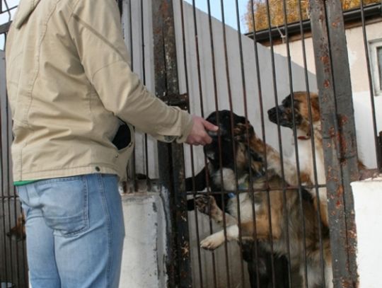 Pomagają nie tylko ludziom