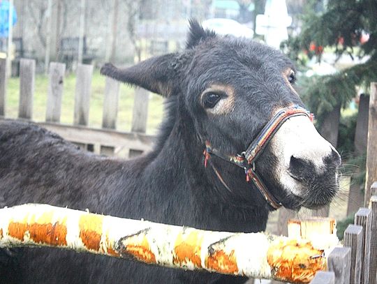 (FOTO) Żywa szopka przy parafii Najświętszego Serca Jezusowego
