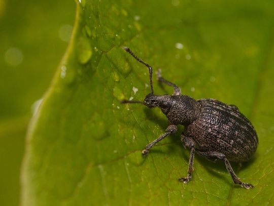 Świat z całkiem bliska