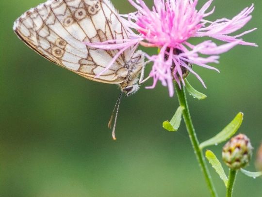 Świat z całkiem bliska